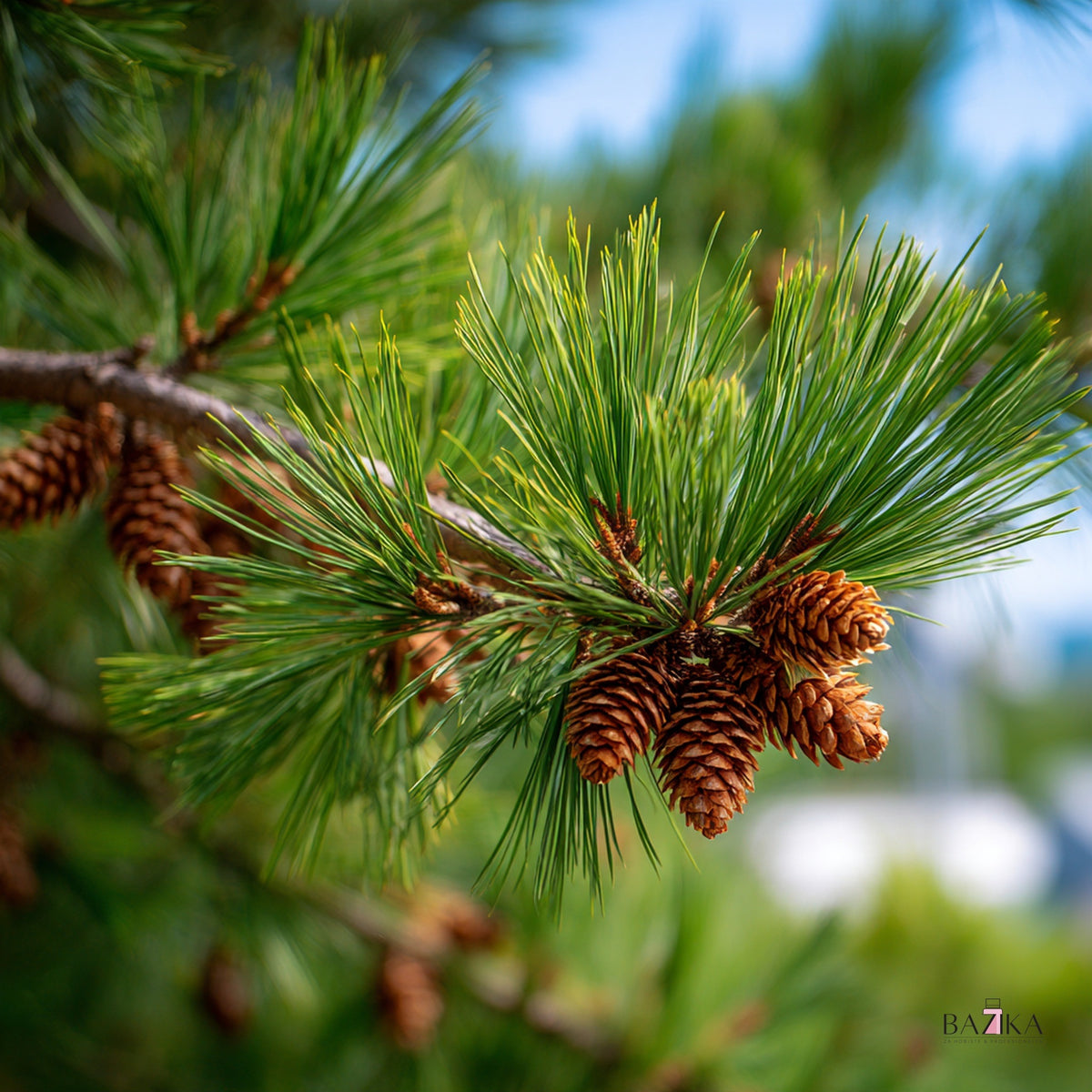Eterično ulje belog bora (Scots Pine Oil) (INCI: Pinus Sylvestris Oil) – kozmetička sirovina, Bazika.rs