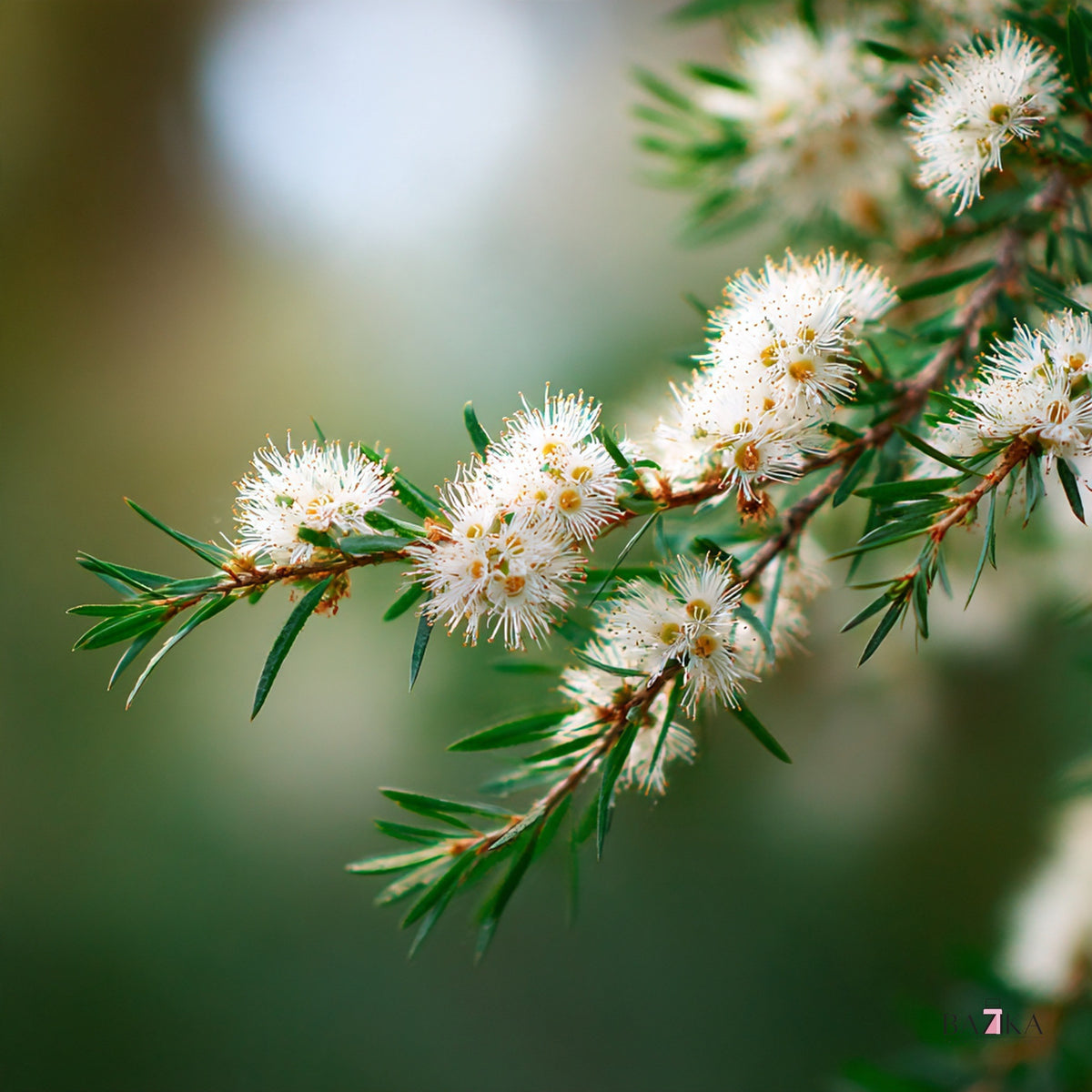 Eterično ulje čajevca (Tea Tree Oil) (INCI: Melaleuca Alternifolia Flower/Leaf/Stem Oil) – kozmetička sirovina, Bazika.rs