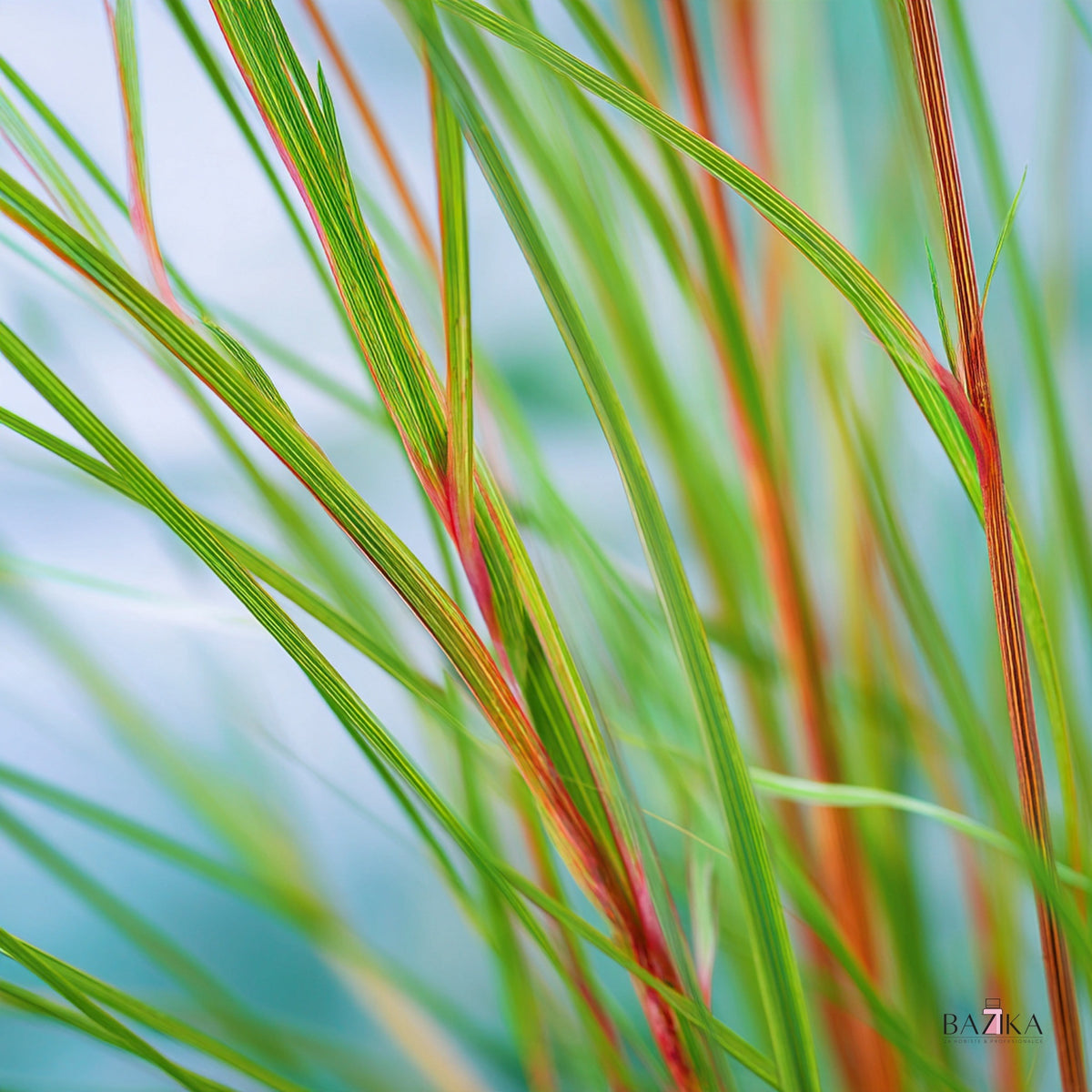 Eterično ulje citronele (Citronella Oil), java tip (INCI: Cymbopogon Winterianus Leaf Oil) – kozmetička sirovina, Bazika.rs