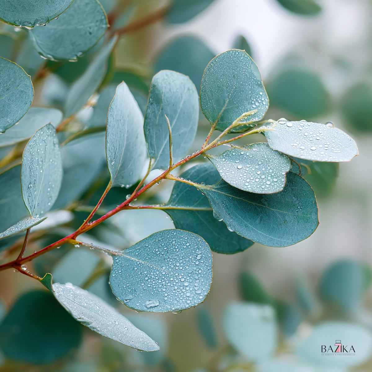 Eterično ulje eukaliptusa (Eucalyptus Globulus) 80/85 (INCI: Eucalyptus Globulus Leaf Oil) – kozmetička sirovina, Bazika.rs
