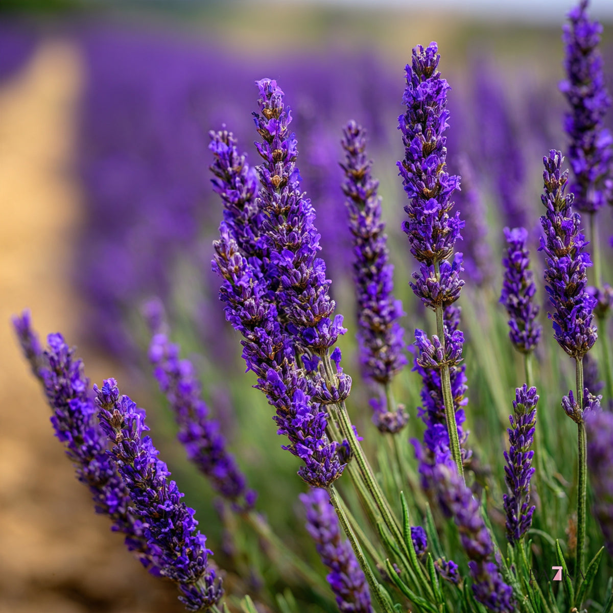 Eterično ulje lavandina (Lavandin Oil) (INCI: Lavandula Hybrida Grosso Herb Oil) – kozmetička sirovina, Bazika.rs