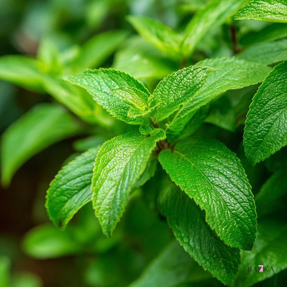 Eterično ulje pačulija (Patchouli Oil), light (INCI: Pogostemon Cablin Oil) – kozmetička sirovina, Bazika.rs