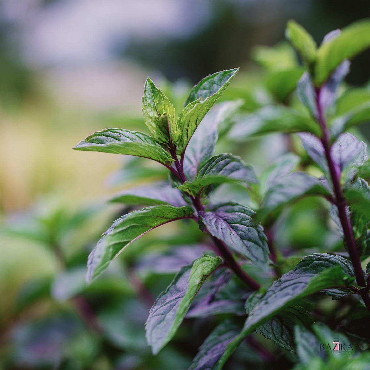 Eterično ulje peperminta (Peppermint Oil) – kozmetička sirovina, Bazika.rs