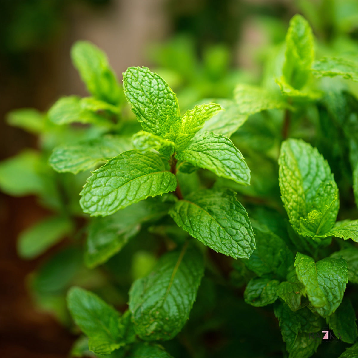 Eterično ulje poljske nane (Mentha Arvensis), Ph. Eur. (INCI: Mentha Arvensis Leaf Oil) – kozmetička sirovina, Bazika.rs