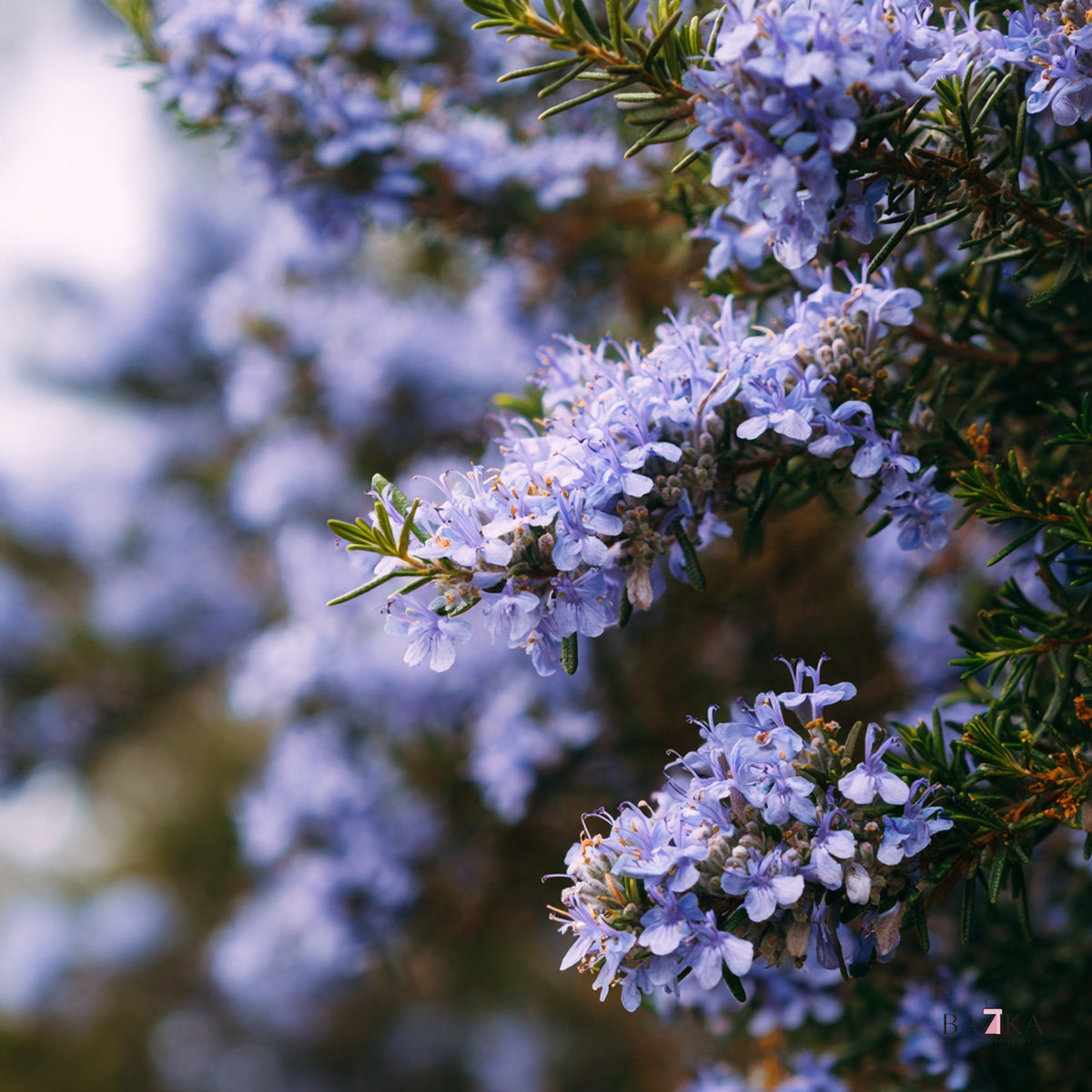 Eterično ulje ruzmarina (Rosemary Oil), marokanski tip (INCI: Rosmarinus Officinalis (Rosemary) Leaf Oil) – kozmetička sirovina, Bazika.rs