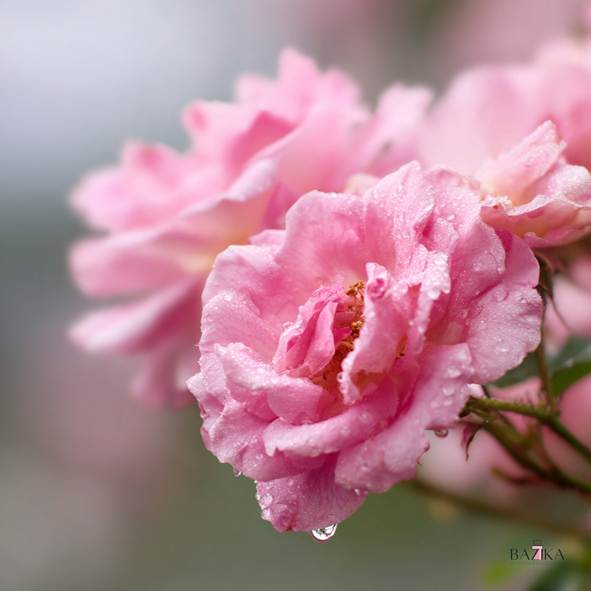 Hidrolat ruže (Rose Hydrosol), Rosa damascena (INCI: Rosa Damascena Flower Water) – kozmetička sirovina, Bazika.rs